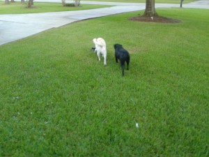 We also have random dogs occasionally visit our yard and eat the ducks... 