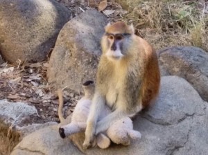 Also not ours, but a favorite at the zoo :)