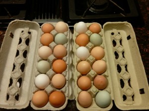 Eggs from Seabreeze Hens