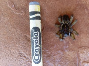 Apparently, it was a wolf spider.