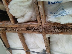 And here is some termite damage hidden by the previous owners (thanks, guys!). Even the dead bugs are devastating here. in Texas.