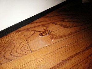 This guy FLEW across the room the other night as I approached him armed with a bottle of Windex and a roll of Viva. He was like "Seriously? That's all you got?" I am only slightly embarrassed to admit running back down the hall whimpering loudly enough to wake up two children.