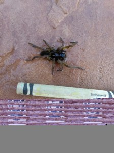 My 2 year old found that he had company in the pool the other day. 