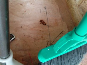 This cockroach, though slightly smaller than his previous friend, was shockingly NOT DEAD. He was merely lying in wait. To think I was scared of the occasional NYC roach is what embarrasses me now.